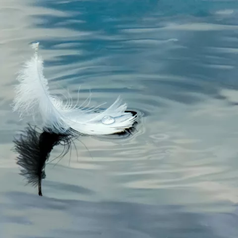 Feather on water 3666883